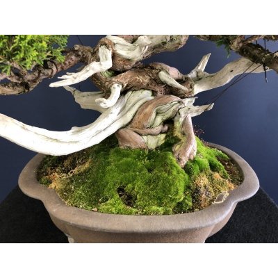 画像5: No.SKT0005  真柏