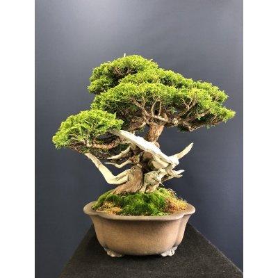 画像4: No.SKT0005  真柏