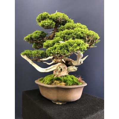 画像8: No.SKT0005  真柏