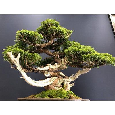 画像6: No.SKT0005  真柏