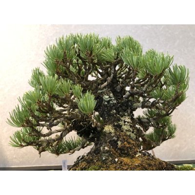 画像6: No.EB0291  五葉松