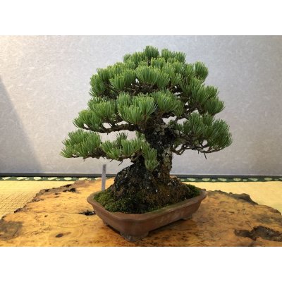 画像3: No.EB0291  五葉松