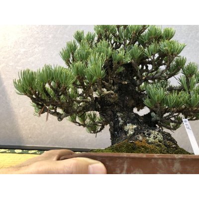 画像4: No.EB0291  五葉松