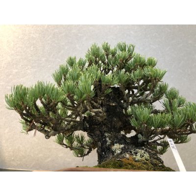 画像5: No.EB0291  五葉松