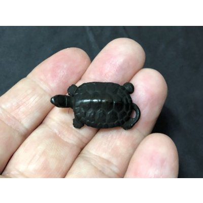 画像7: No.ENSS0009  亀(小)尾