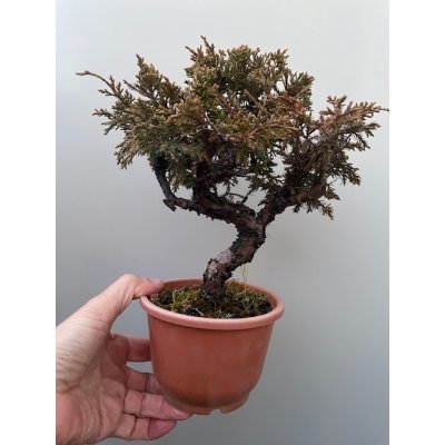 画像1: No.TB0101  真柏