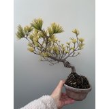 No.TB0102  五葉松