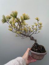 No.TB0102  五葉松