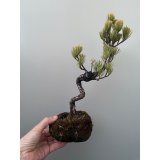 No.TB0103  五葉松