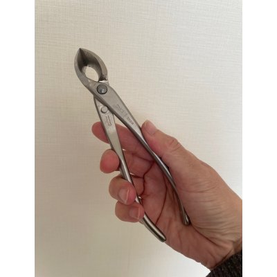 画像4: No.8116  白染め又枝切(小)