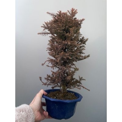 画像1: No.TB0104  杉