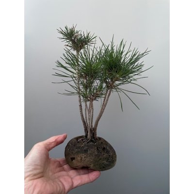 画像1: No.TB0105  黒松