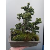 No.TB0106  ひのきの寄せ植え