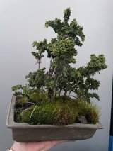 No.TB0106  ひのきの寄せ植え
