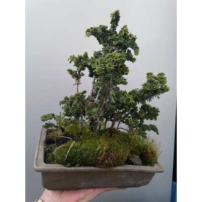 画像1: No.TB0106  ひのきの寄せ植え