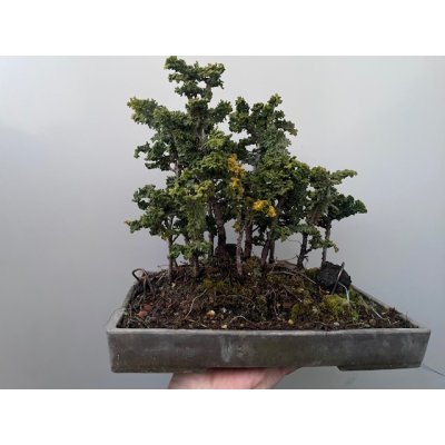 画像1: No.TB0107  ひのきの寄せ植え