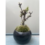 No.TB0401  旭山桜　盆栽