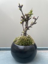 No.TB0401  旭山桜　盆栽