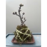 No.TB0402  旭山桜　苔玉（トレイ付き）