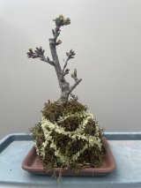 No.TB0402  旭山桜　苔玉（トレイ付き）