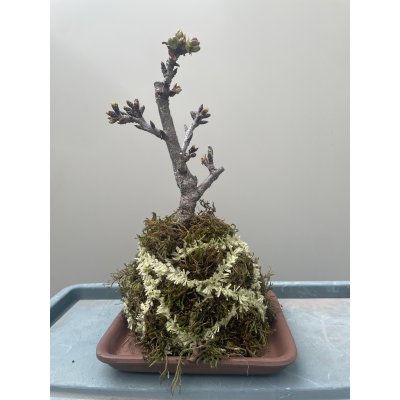 画像1: No.TB0402  旭山桜　苔玉（トレイ付き）