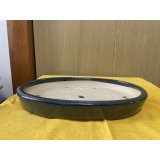 No.SA6411 黎鳳　10号小判中浅逸公形　ナマコ