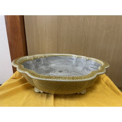 画像1: SA6455  真山　木瓜　13号