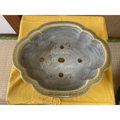 画像2: SA6455  真山　木瓜　13号