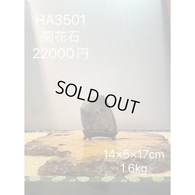 画像7: No.HA3501  菊花石