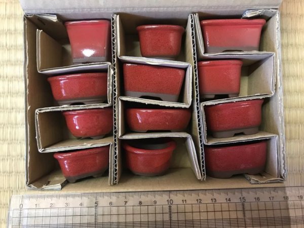 画像1: No.303  文山豆盆栽鉢1.5号12点セット　赤 (1)