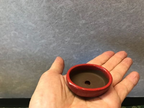 画像4: No.303  文山豆盆栽鉢1.5号12点セット　赤 (4)