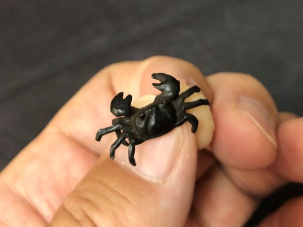 画像6: No.ENSS0001  カニ(小) (6)