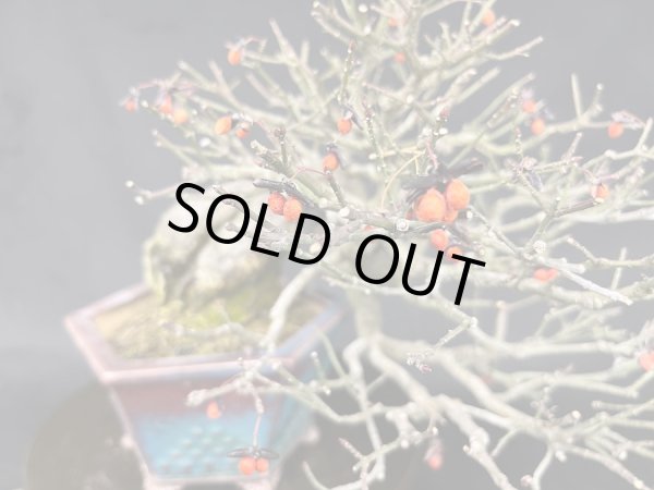 画像2: No.MY23120  コマユミ (2)