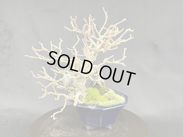 画像2: No.MY2315  ウメモドキ (2)