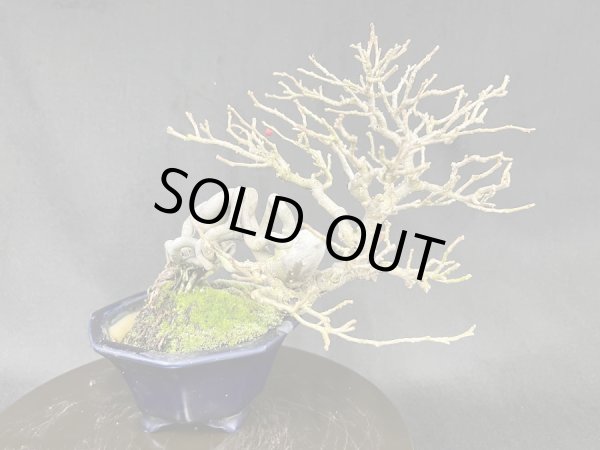 画像3: No.MY2315  ウメモドキ (3)