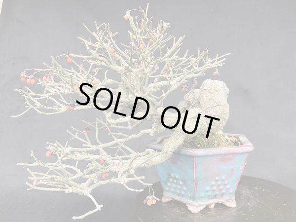 画像4: No.MY23120  コマユミ (4)