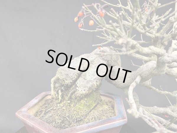 画像3: No.MY23120  コマユミ (3)