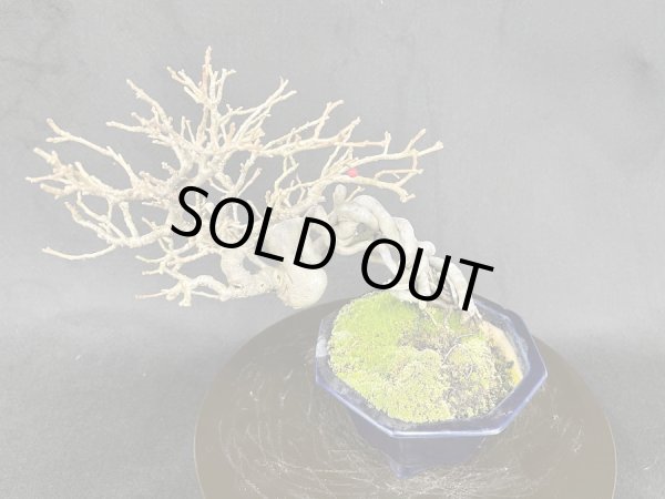 画像4: No.MY2315  ウメモドキ (4)