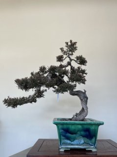 盆栽]真柏(スペイン)/離島と豪雪地以外全国配送可