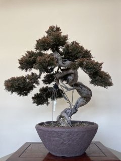 [盆栽]真柏(スペイン)/離島と豪雪地以外全国配送可❗️ ジンシャリが見事な特選真柏の盆栽を販売｜入門は盆栽妙 – 盆栽妙 本店