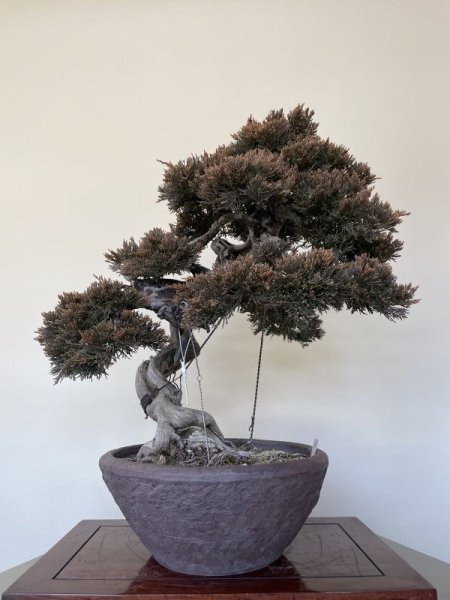 画像4: No.AN3203  スペイン真柏 (4)