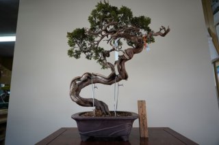 山採り素材 スペイン真柏 - Bonsai Network Japan 山採り素材 スペイン真柏 - Bonsai Network Japan