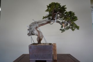 盆栽]真柏(スペイン)/離島と豪雪地以外全国配送可