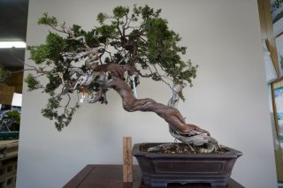山採り素材 スペイン真柏 - Bonsai Network Japan 山採り素材 スペイン真柏 - Bonsai Network Japan
