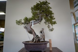 [盆栽]真柏(スペイン)/離島と豪雪地以外全国配送可❗️ 盆栽]真柏(スペイン)/離島と豪雪地以外全国配送可❗️ 盆栽]真