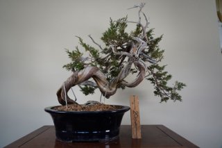 山採り素材 スペイン真柏 - Bonsai Network Japan 山採り素材 スペイン真柏 - Bonsai Network Japan