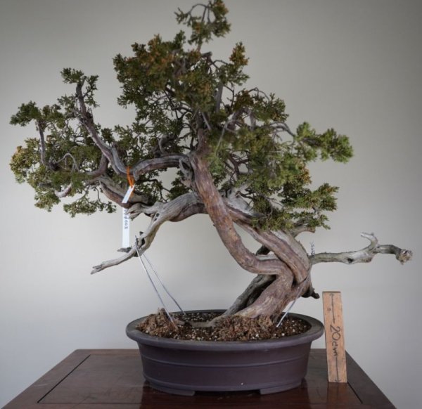 画像2: No.AN3315  スペイン真柏 (2)