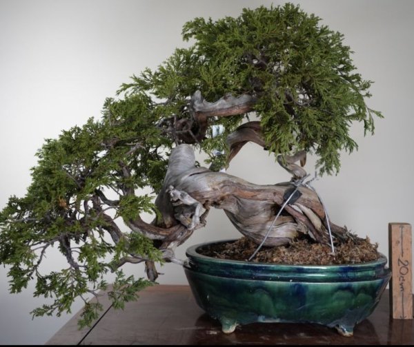 画像2: No.AN3312  スペイン真柏 (2)