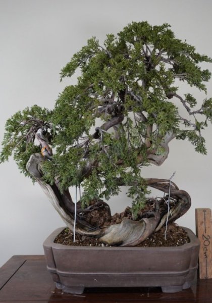 画像2: No.AN3318  スペイン真柏 (2)