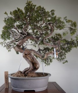 山木　山採り　黄金真柏 山木 山採り 黄金真柏 山木 山採り 黄金真柏